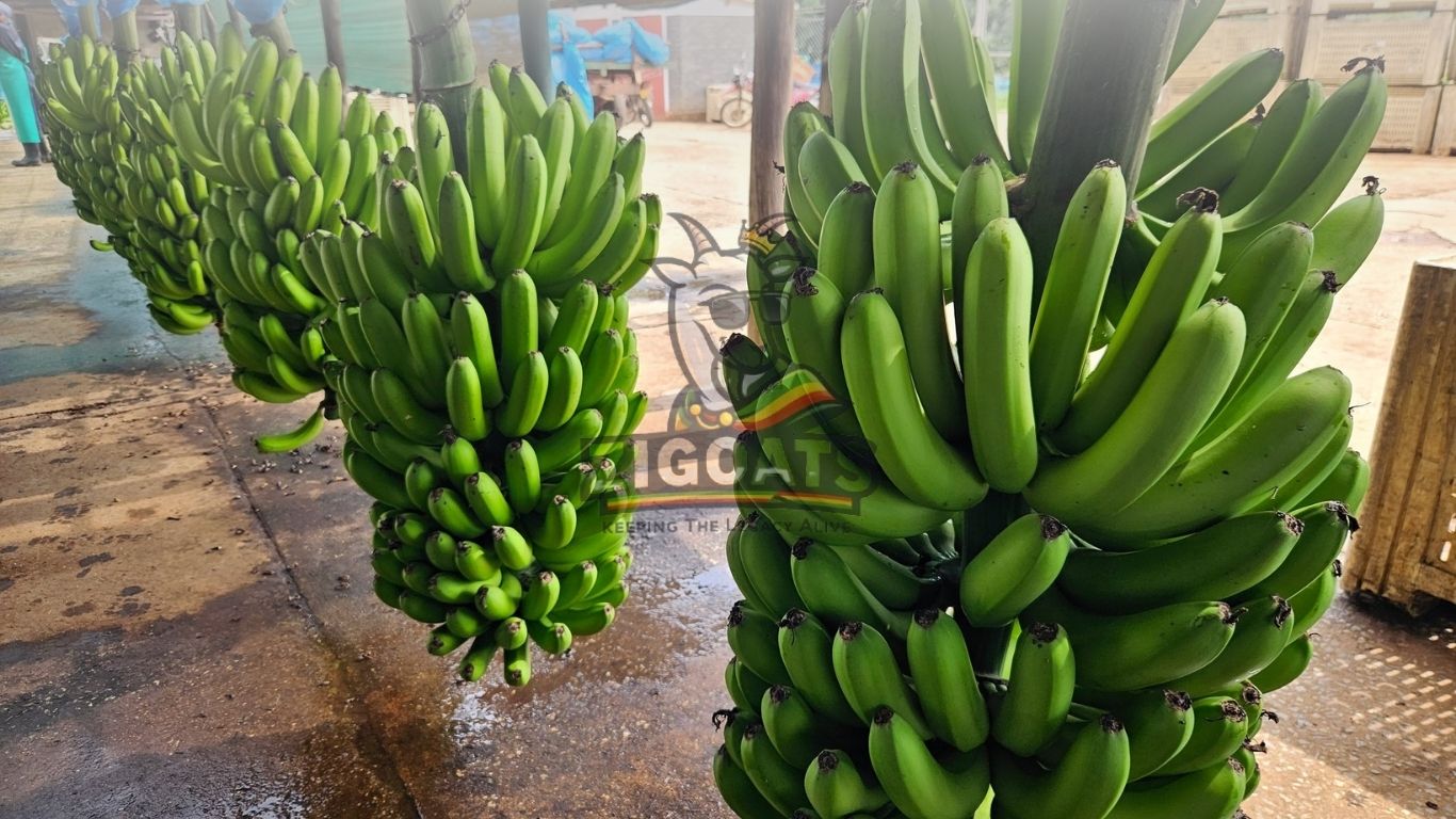 Bananas Key To Attainment Of Zimbabwe’s US$2 Billion Horticulture Vision
