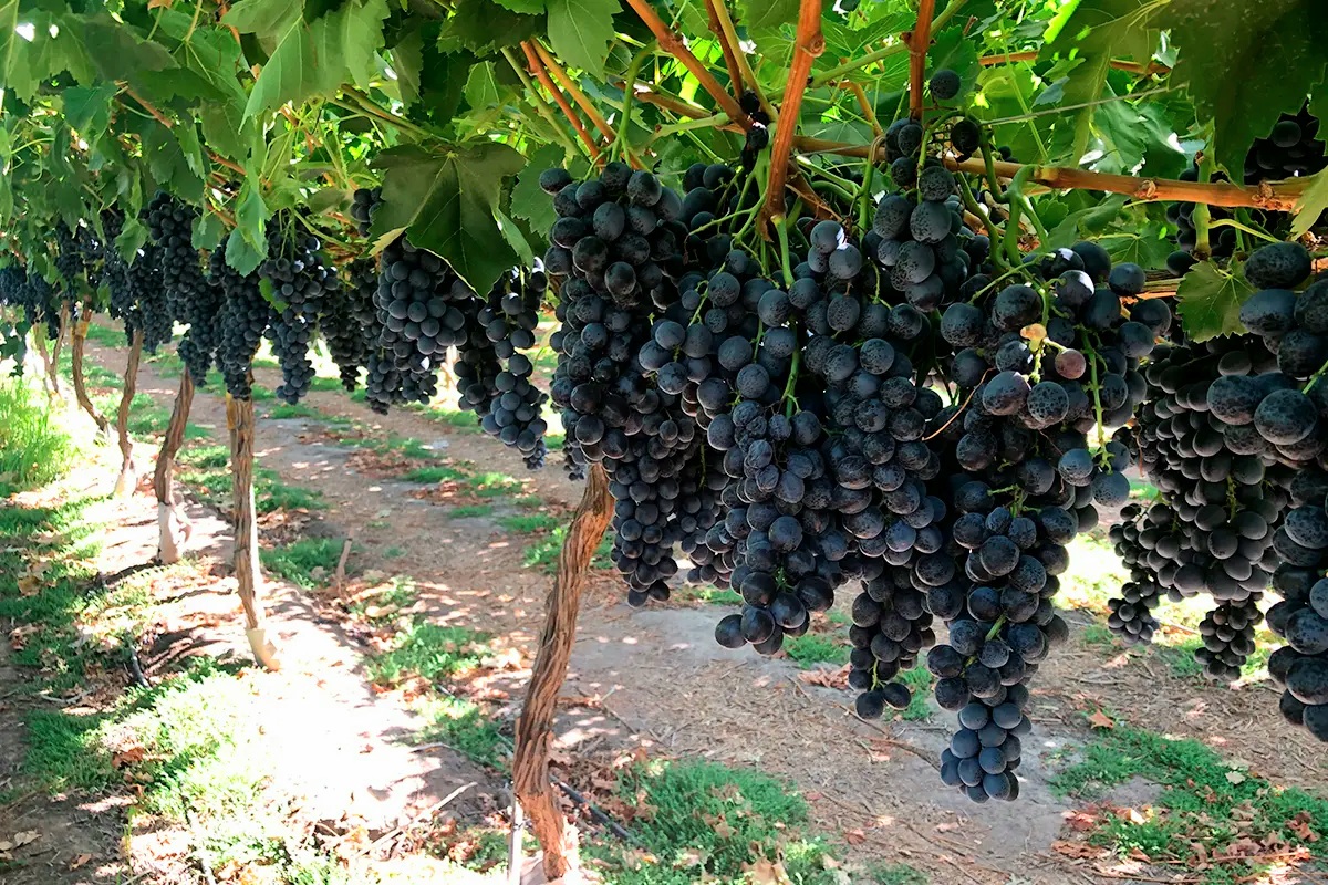 South Africa To Export Fresh Table Grapes To South Korea