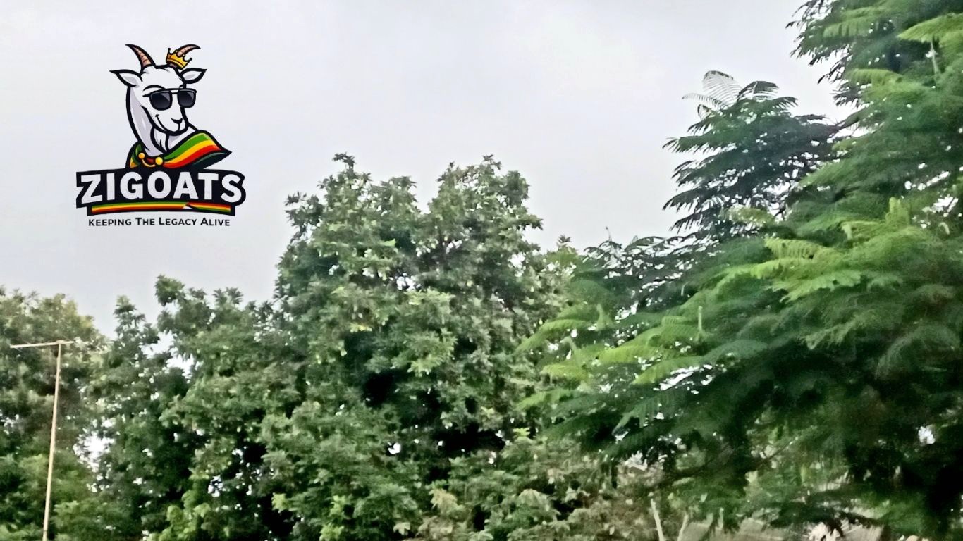 Zimbabwe Weather Forecast: Thunderstorms Expected Across Northern Provinces