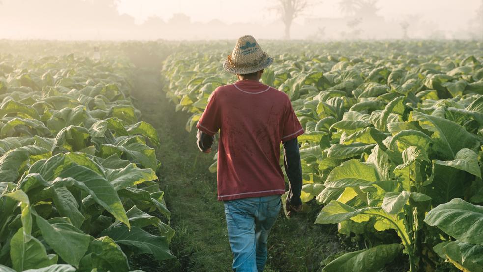 TIMB Cuts Zimbabwe Tobacco Grades Ahead Of 2026 Market