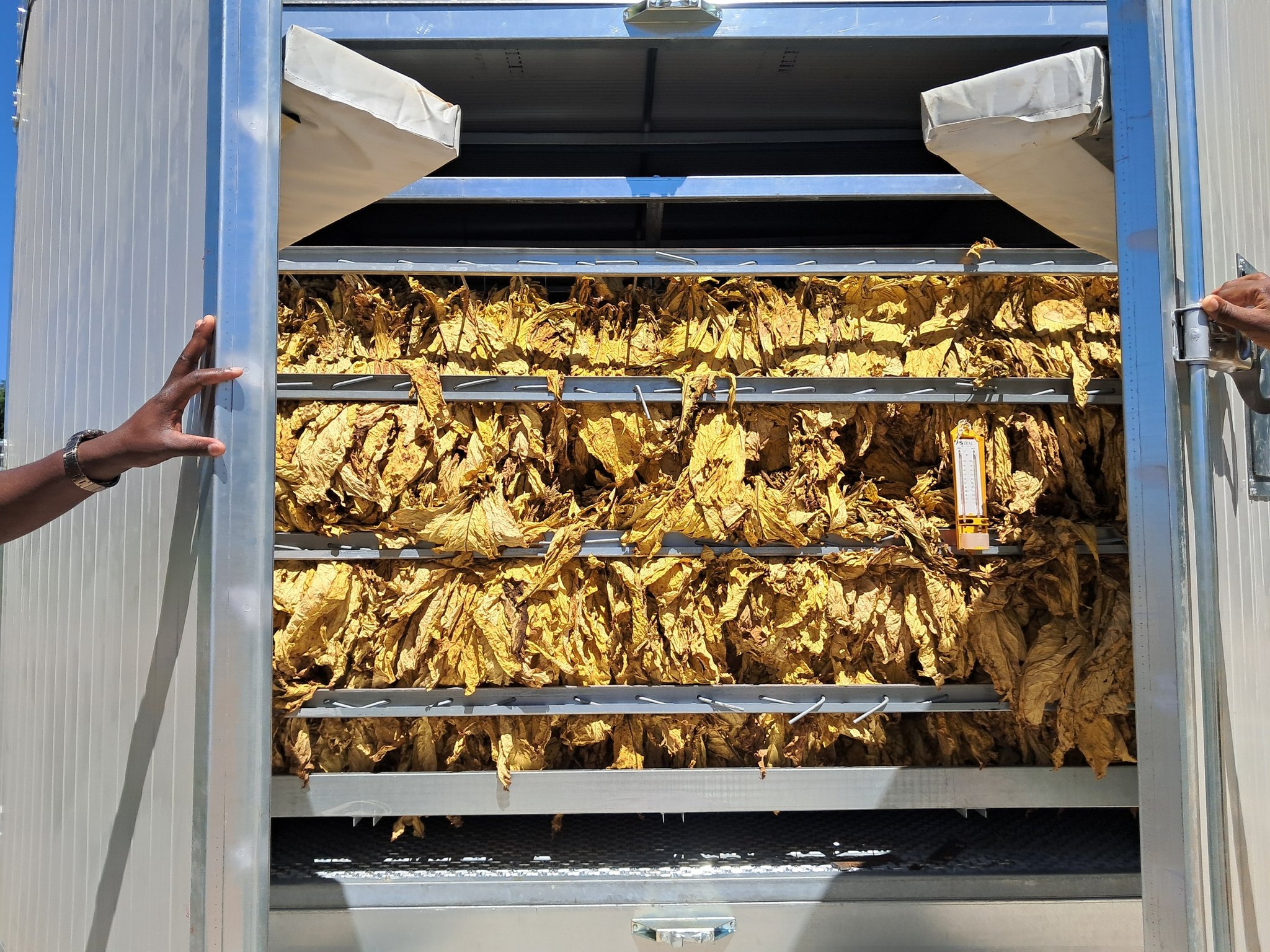 Dried tobacco ready for auction