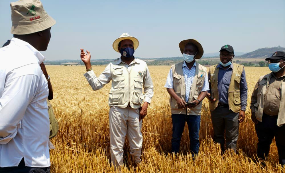 Zimbabwe agriculture Minister Anxious Masuka Projects wheat surplus