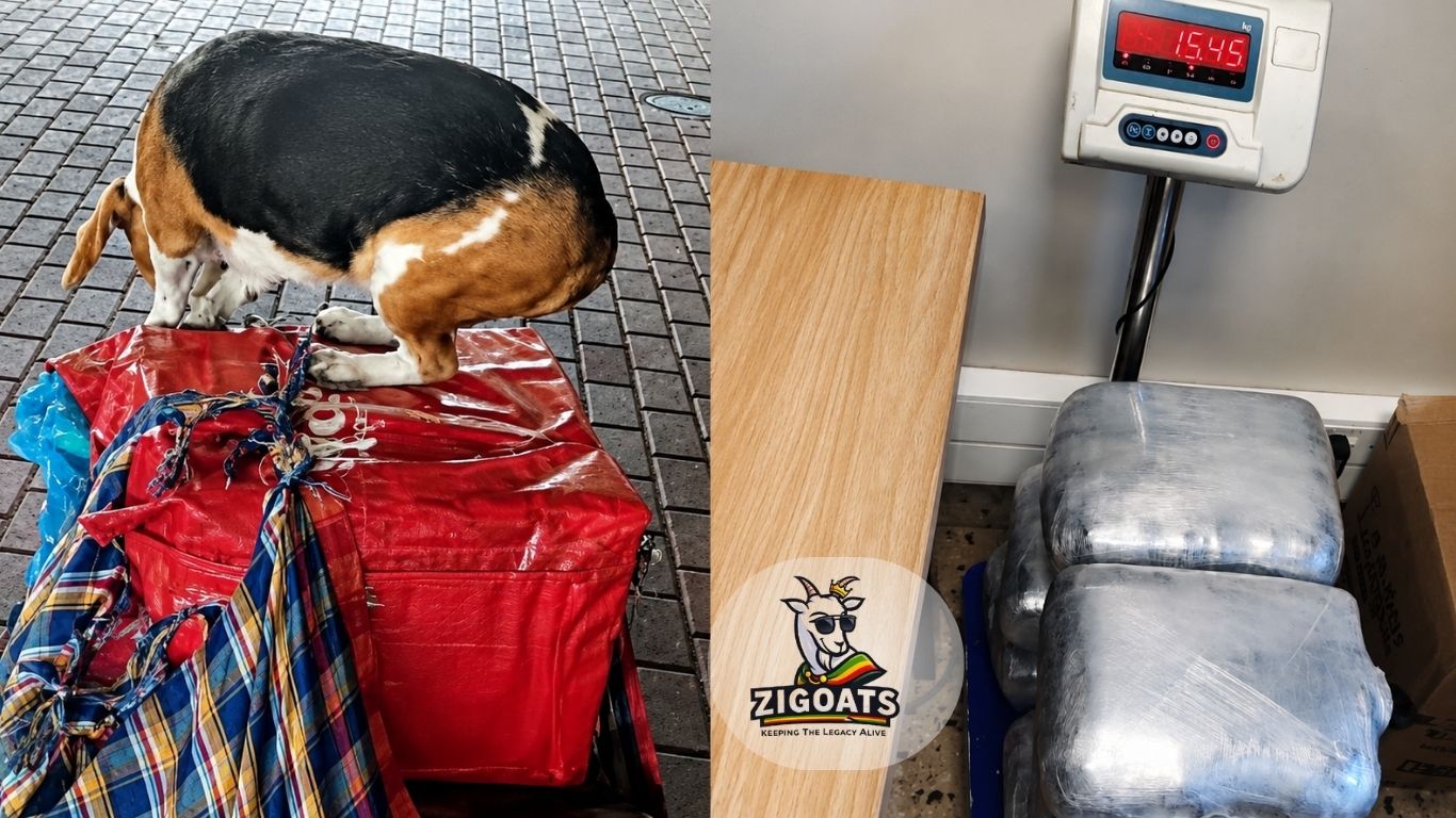 ZIMRA)’s K9 Unit detected more than 15 kilogrammes of dagga manje marijuana concealed inside food packaging and wrapped parcels.