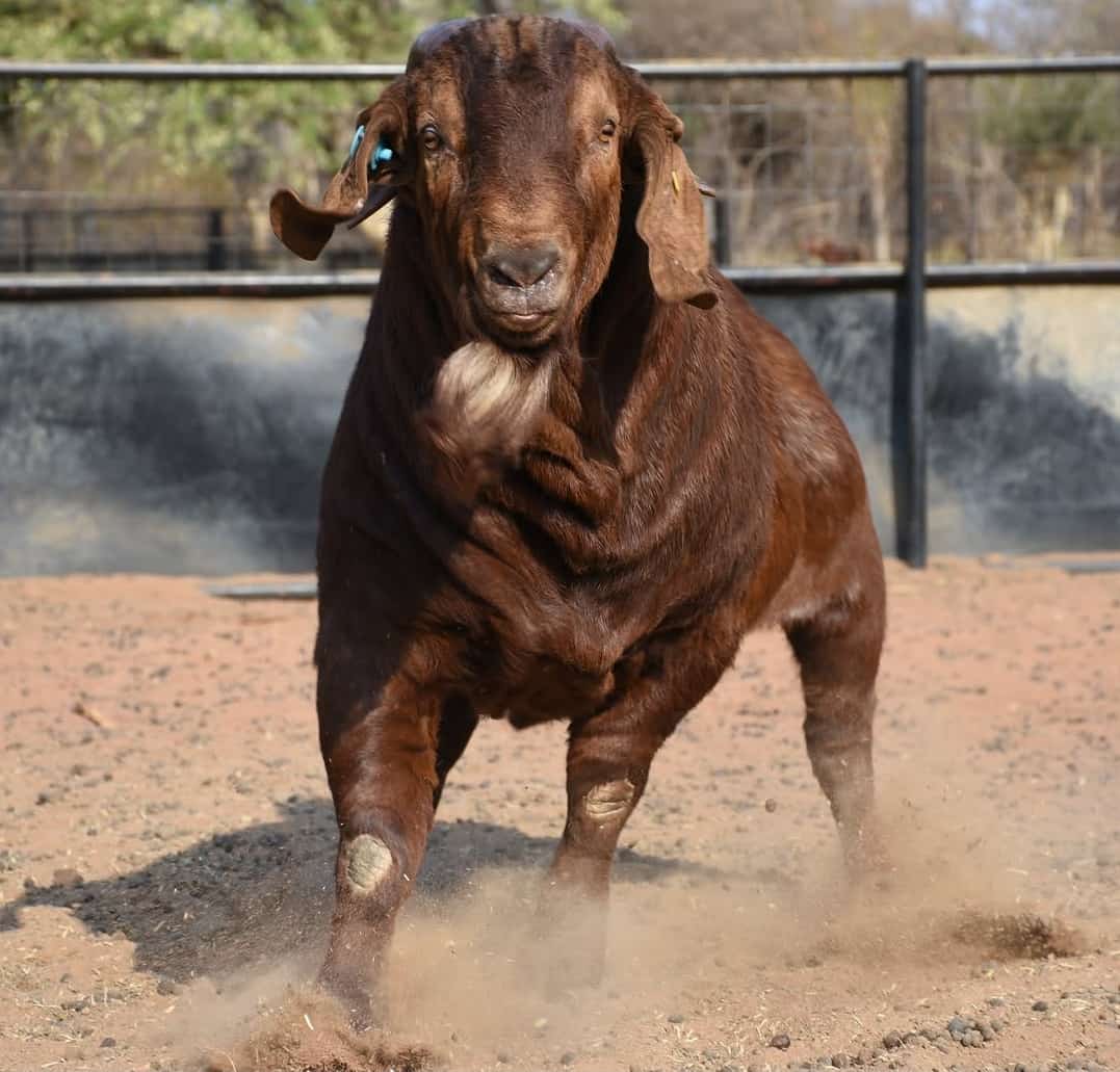 Chin’ono Explains Boer Goat Imports, Breeding and Why Quality Genetics Matter