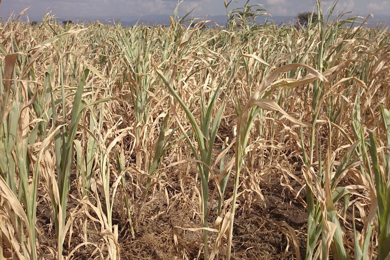 Drought and famine, crops wilting, el nino effect, low rainfall